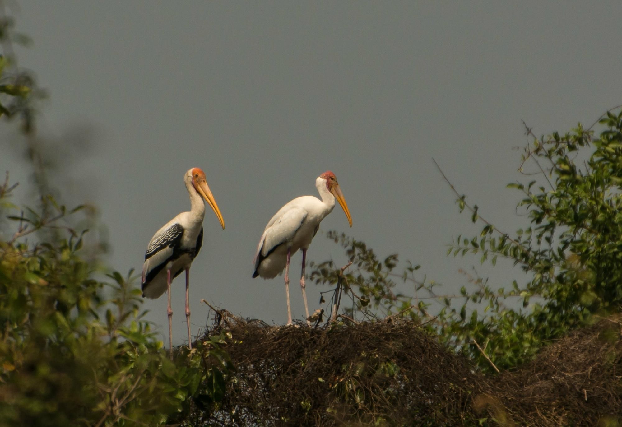 attraction-Sam Veasna Center - Prek Toal Bird Watch.jpg